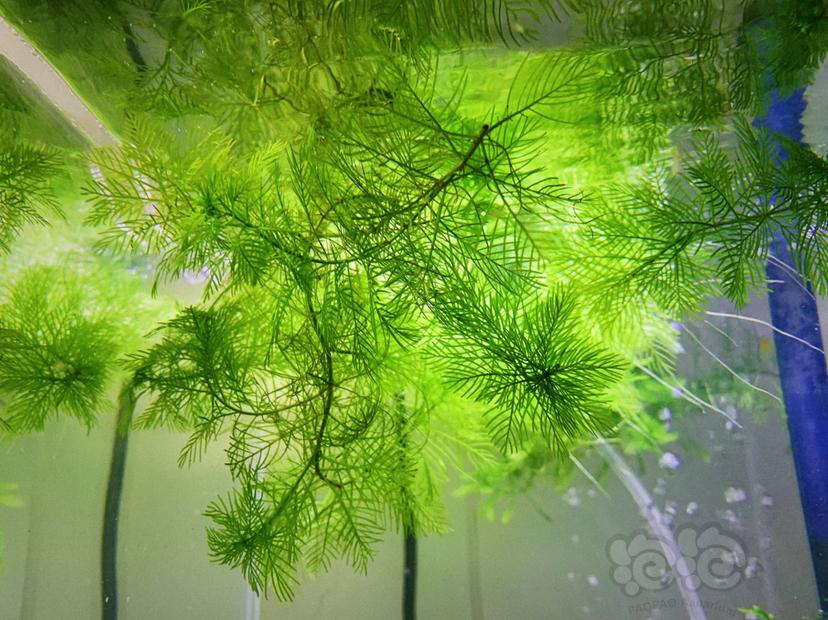 【水草】2020-05-10#RMB珊瑚莫斯一叶莲水草一份-图7