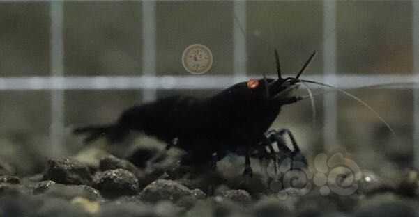 【虾】2020-05-07#RMB拍卖金眼黑钻10只。-图3