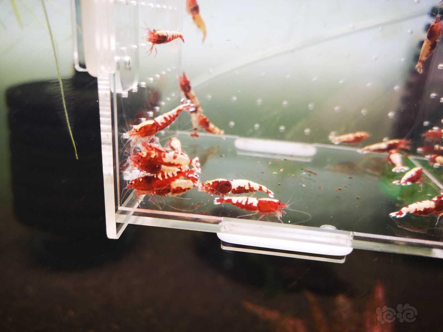 【虾】2020-5-3#RMB拍卖打废的红银河破烂25只母虾！-图9