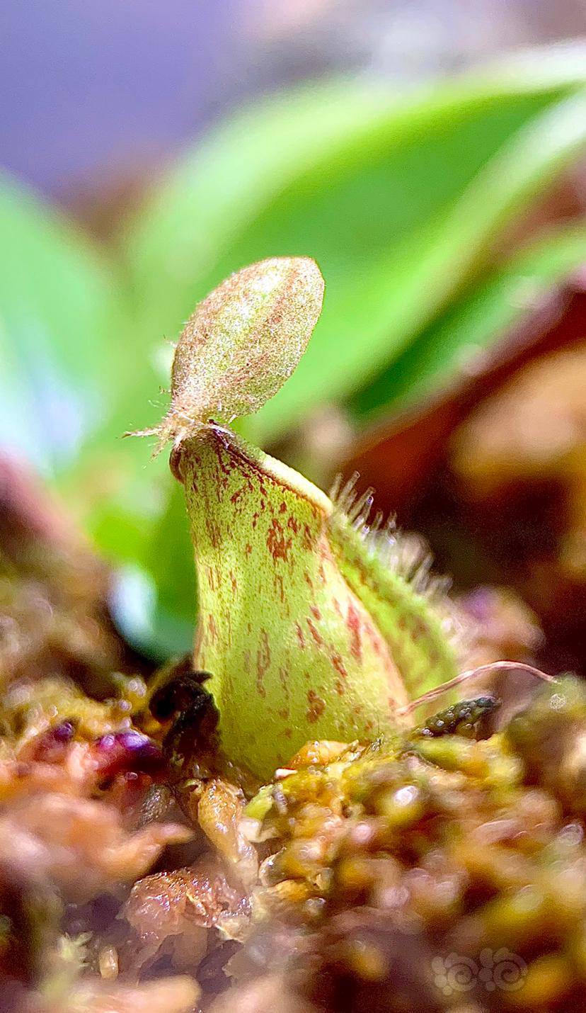 食虫漂亮的猪笼草