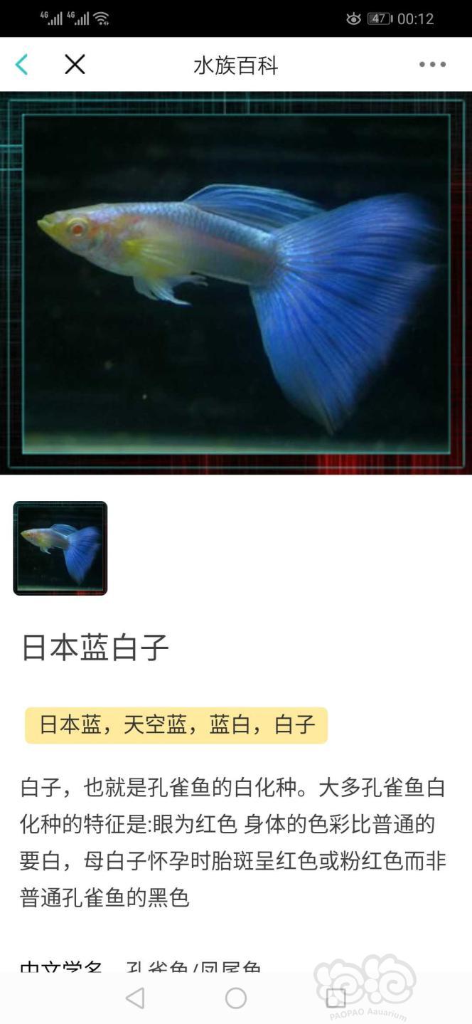 【求购】求购蓝白孔雀鱼-图1