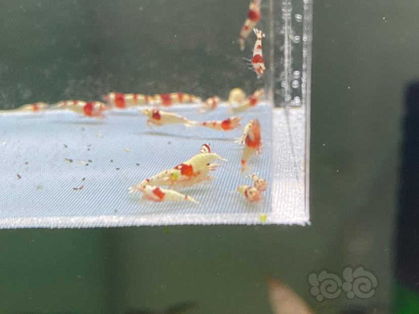【虾】2020-06-26#RMB拍卖红白水晶虾65只-图3
