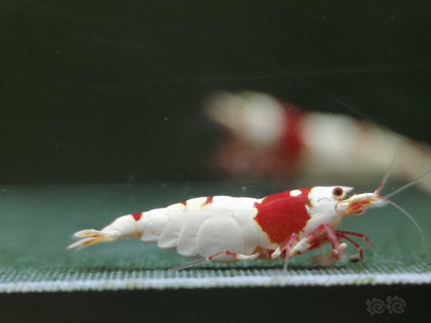 【虾】2020-06-21#RMB拍卖纯血红白一公两母-图12
