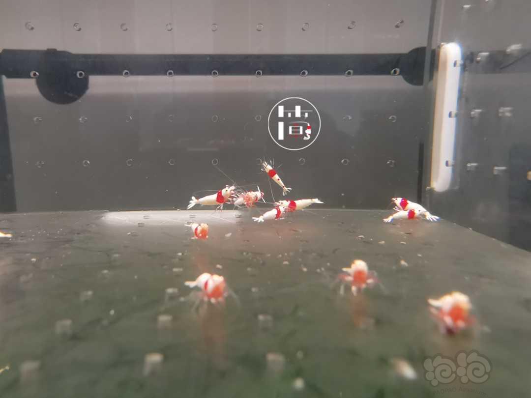 【虾】2020-06-28#RMB拍卖红白水晶虾18只-图4