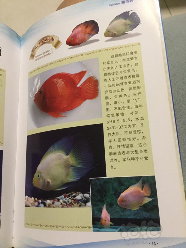 【其它】为什么鹦鹉鱼不能繁殖？-图1