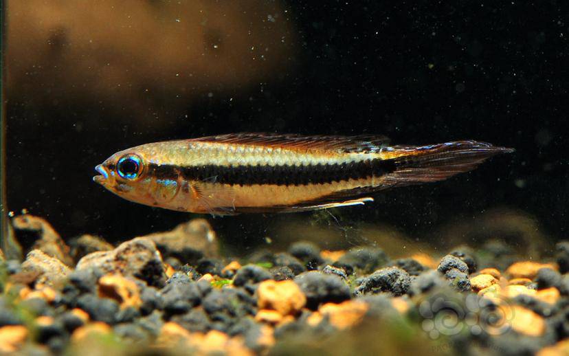 阿莲卡蓝袖瑕不掩瑜