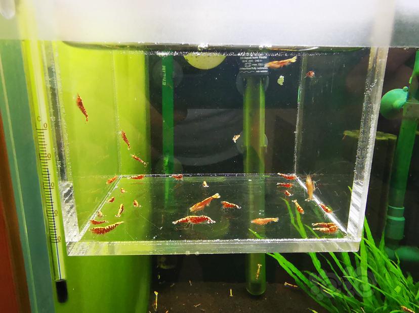 【虾】2020-06-17#RMB拍卖红银河幼虾一组30只-图1