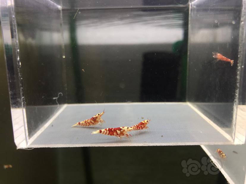 【虾】2020-06-16#RMB拍卖太极红花虎1公2母-图2