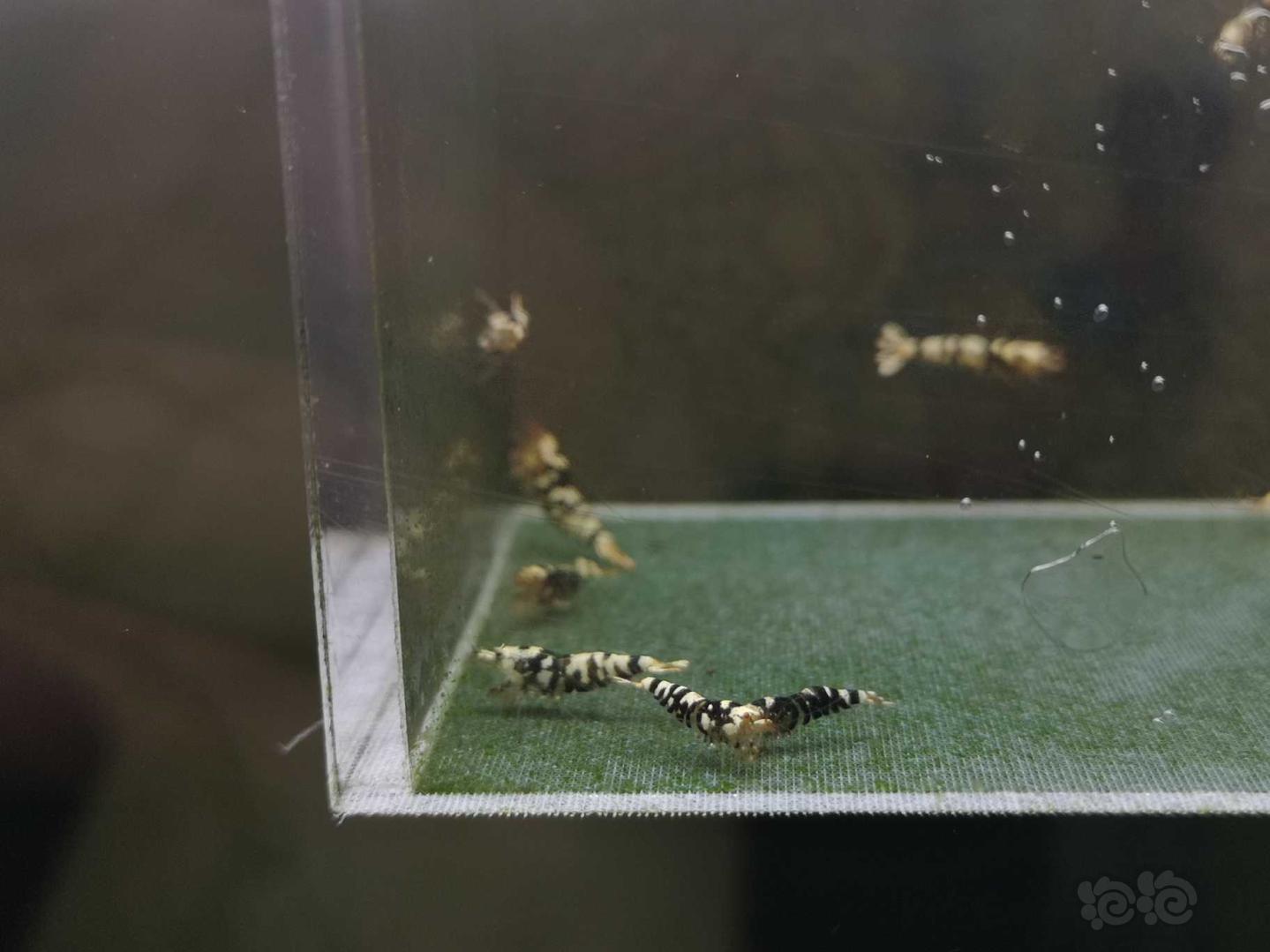 【虾】2020-06-15#RMB拍卖黑花虎10只-图7
