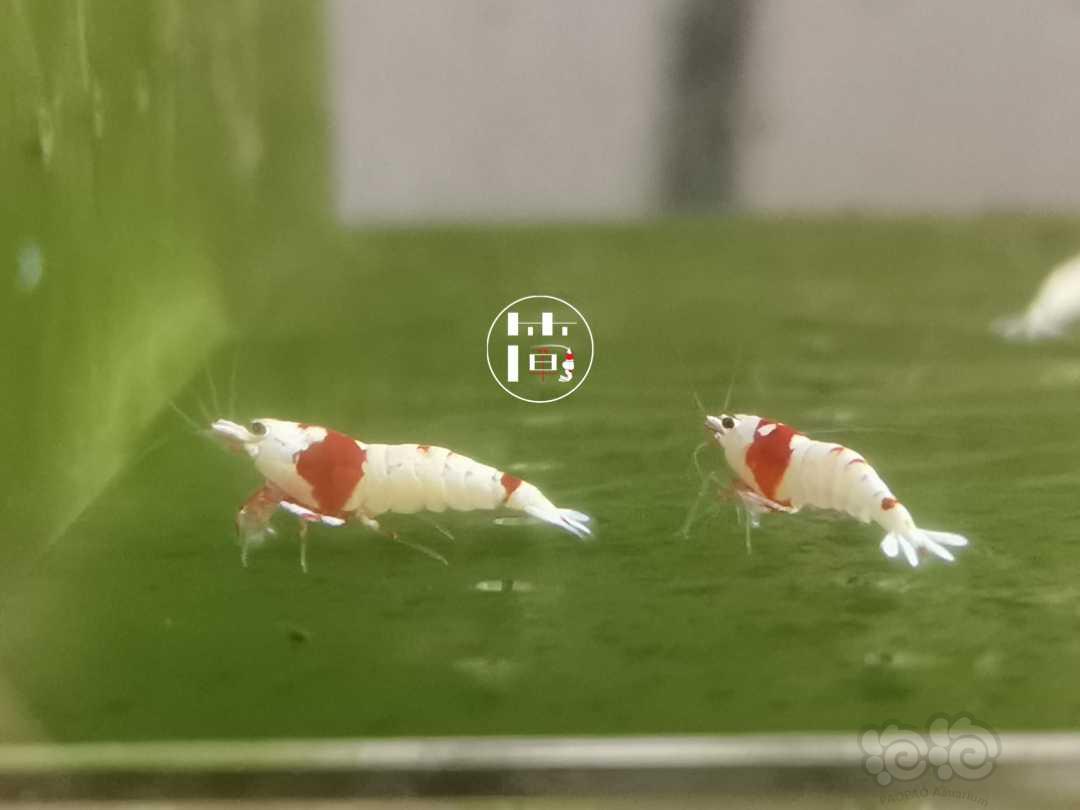 【虾】2020-06-09#RMB拍卖精选系统红白水晶虾10只-图5