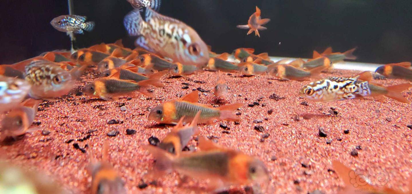 鼠鱼晒晒尼青长得好