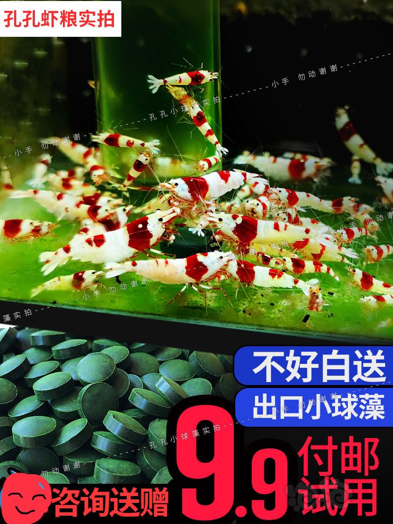 9.9包邮虾粮鱼粮出口小球藻(孔孔)-图1