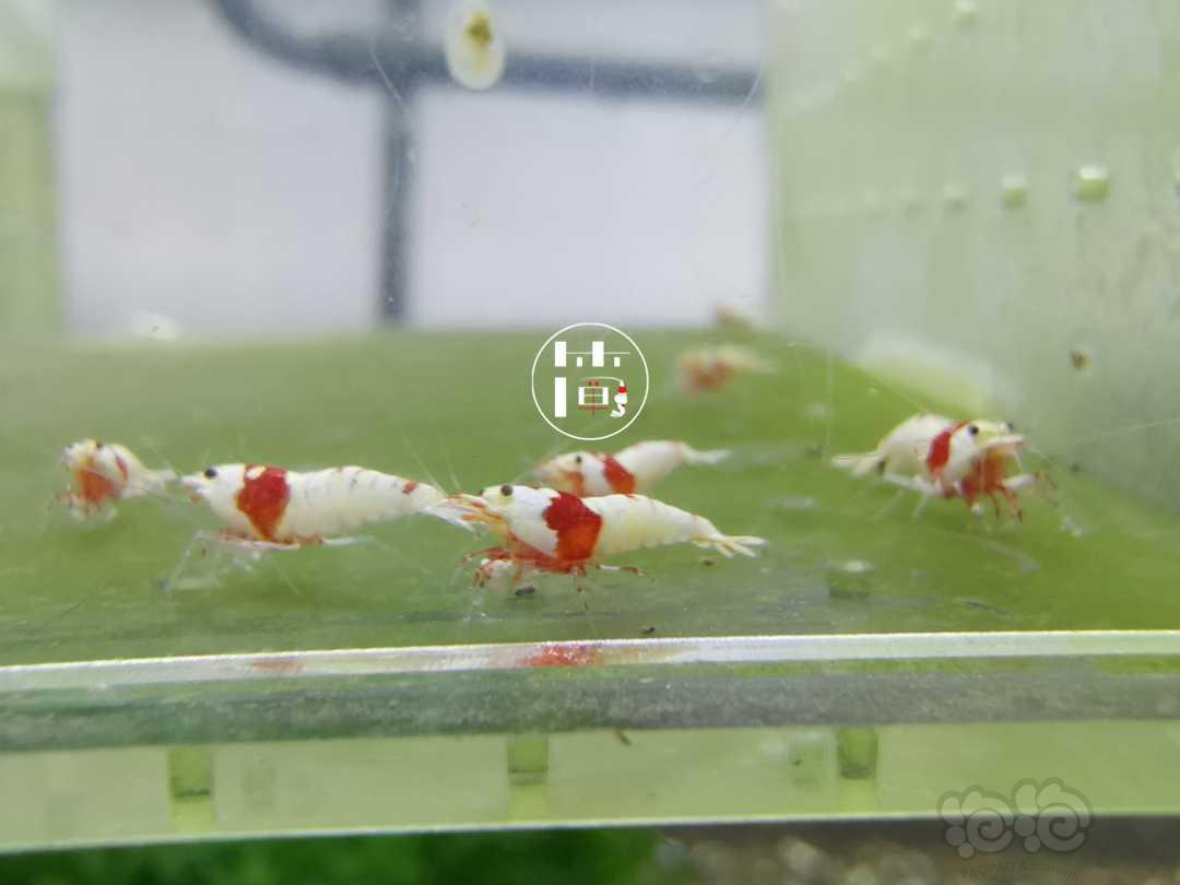 【虾】2020-06-15#RMB拍卖精选系统红白水晶虾20只-图1