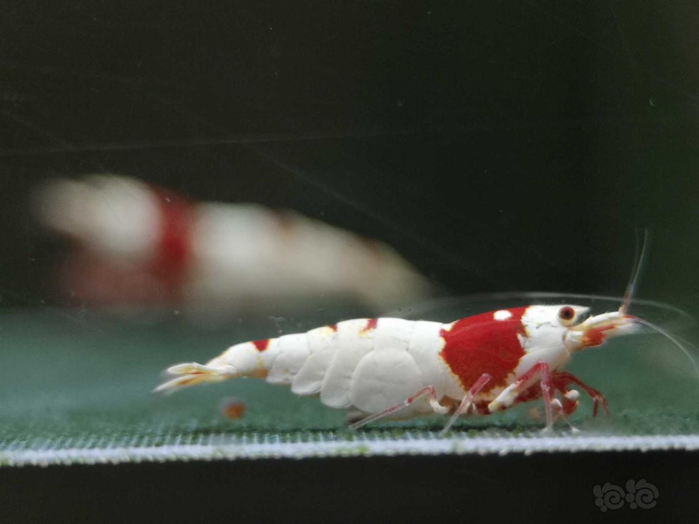 【虾】2020-06-21#RMB拍卖纯血红白一公两母-图11