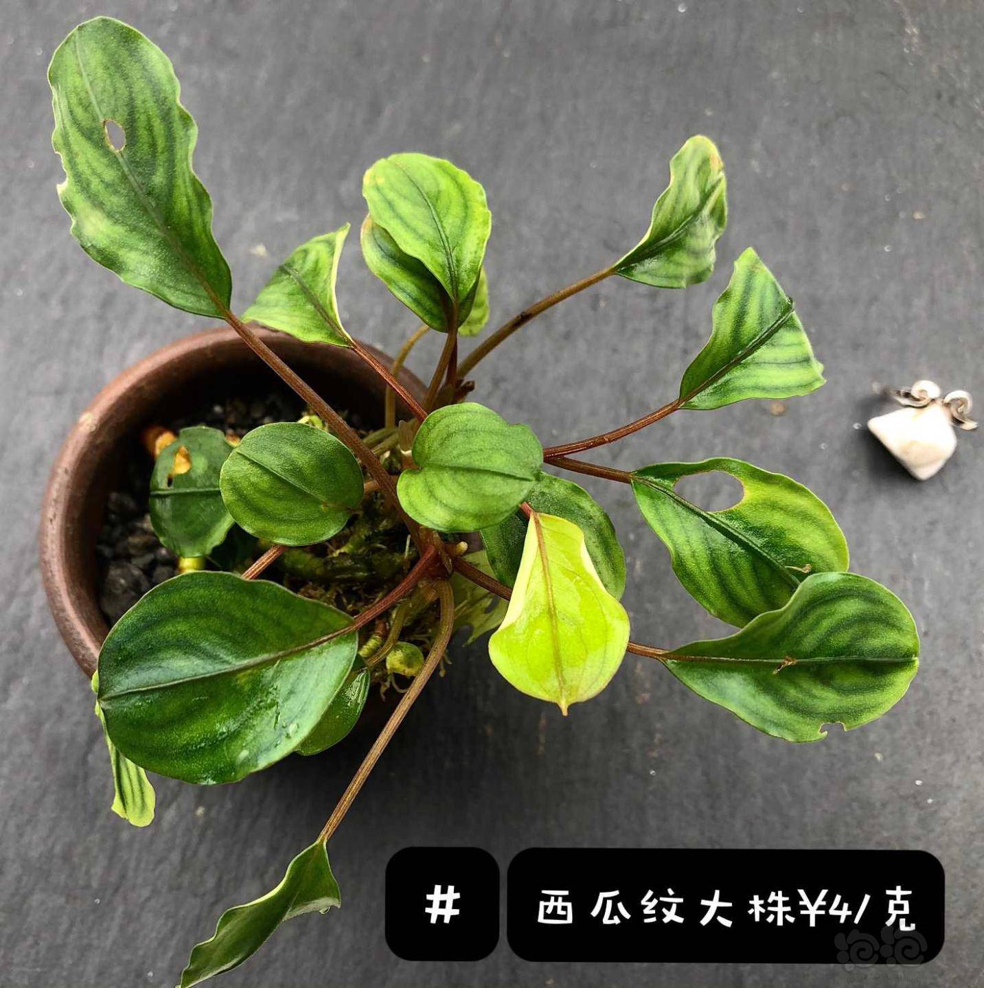 新款稀有辣椒榕水上叶到货