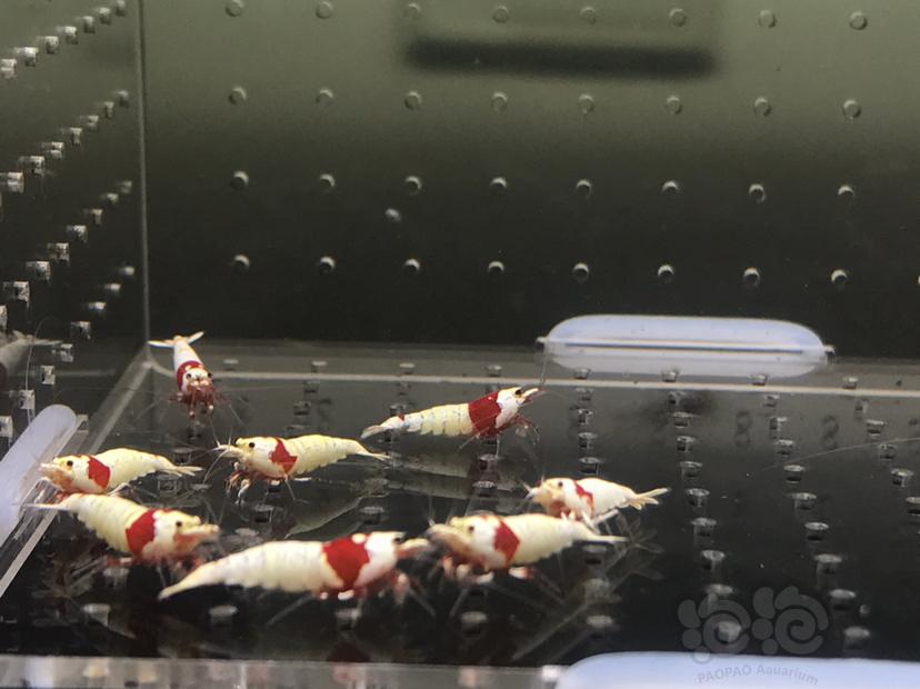 【虾】2020-06-09#RMB#拍卖纯血红白辉煌白躯一份15只-图2