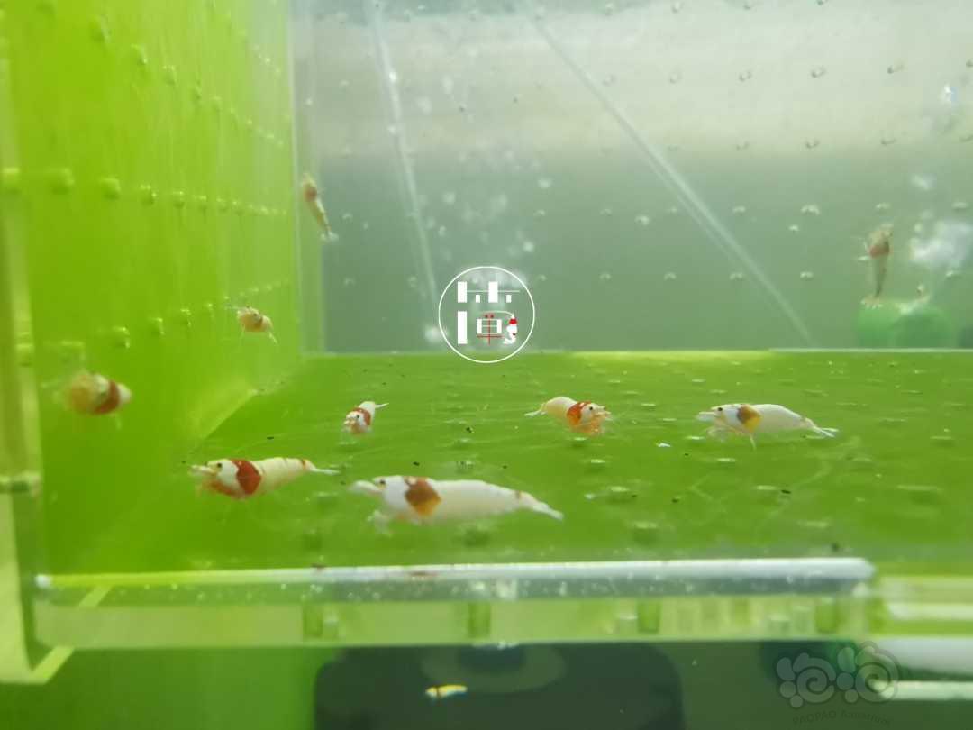【虾】2020-06-10#RMB拍卖红白水晶虾15只-图1