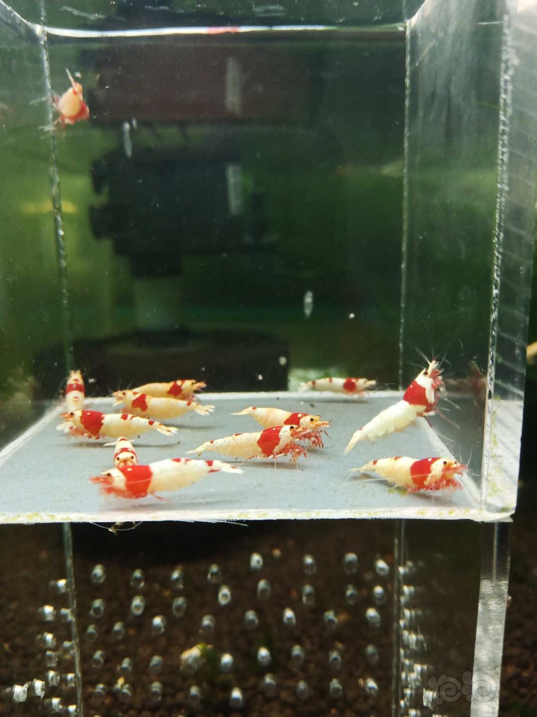 【虾】2020－6－23#RMB拍卖淘汰纯血红白繁殖组12只-图5