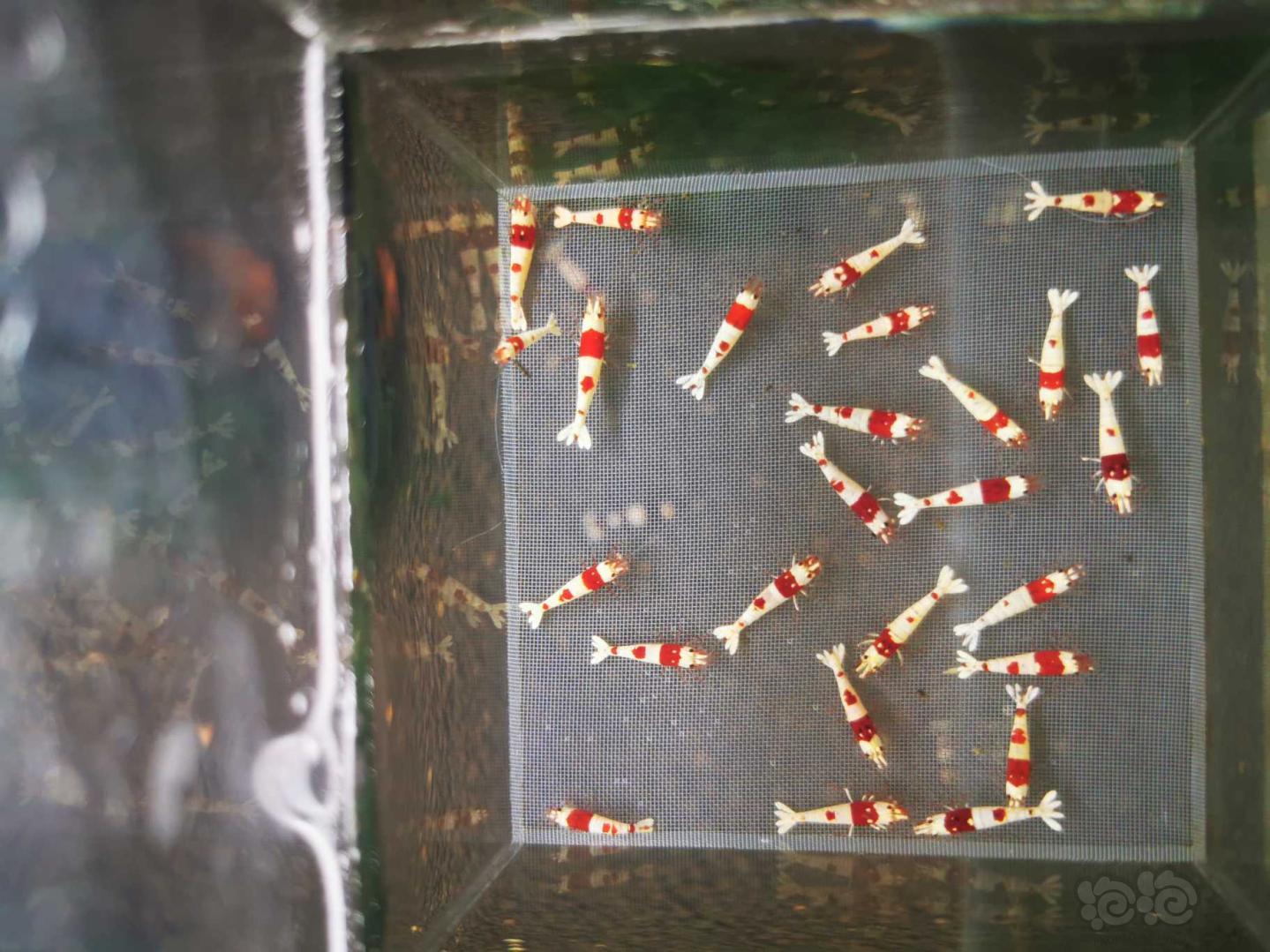 【虾】2020-06-16#RMB拍卖纯血红白 丸子 丸禁27只-图1