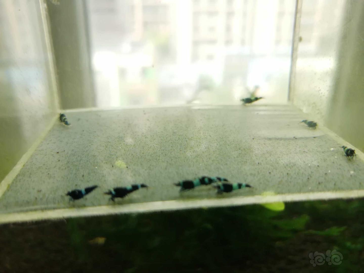 【虾】2020-06-02#RMB拍卖#蓝化金刚水晶虾一份10只-图1