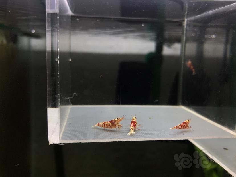 【虾】2020-06-16#RMB拍卖太极红花虎1公2母-图4