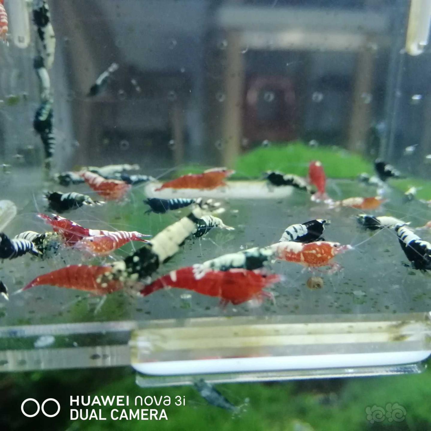 【虾】2020-06-24#RMB拍卖淘汰杂虾一份50只-图6