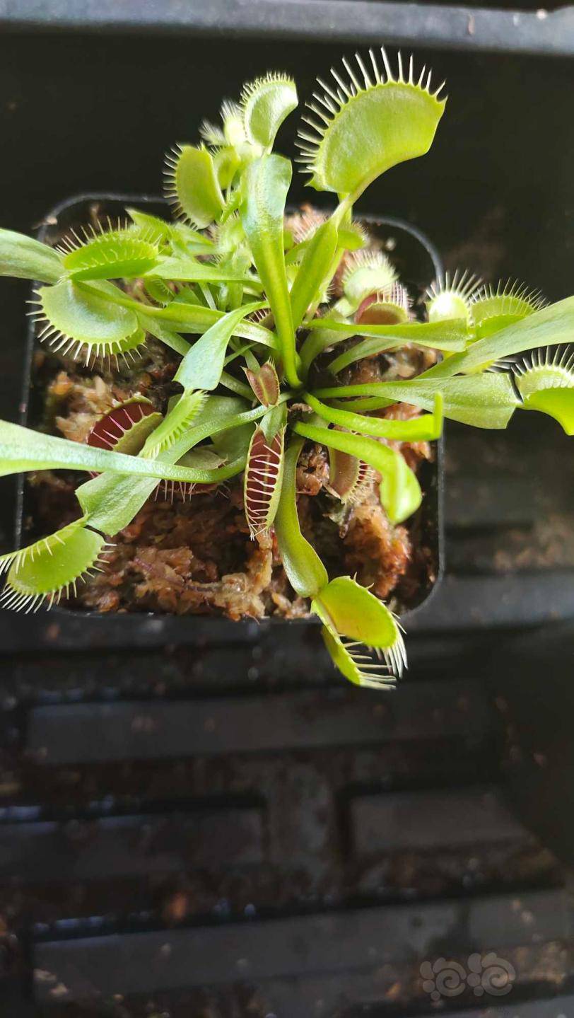 2020620rmb拍卖食虫植物捕蝇草一盆