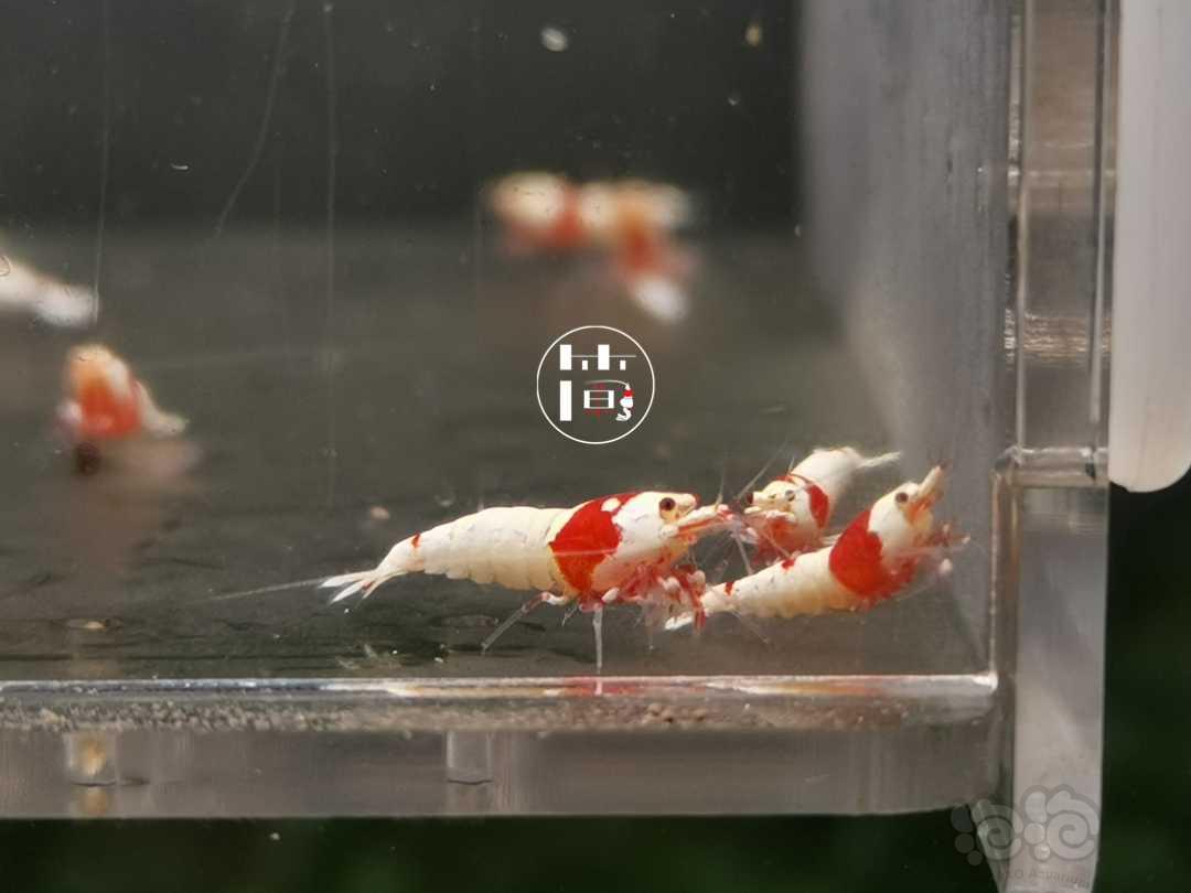【虾】2020-06-28#RMB拍卖红白水晶虾18只-图1