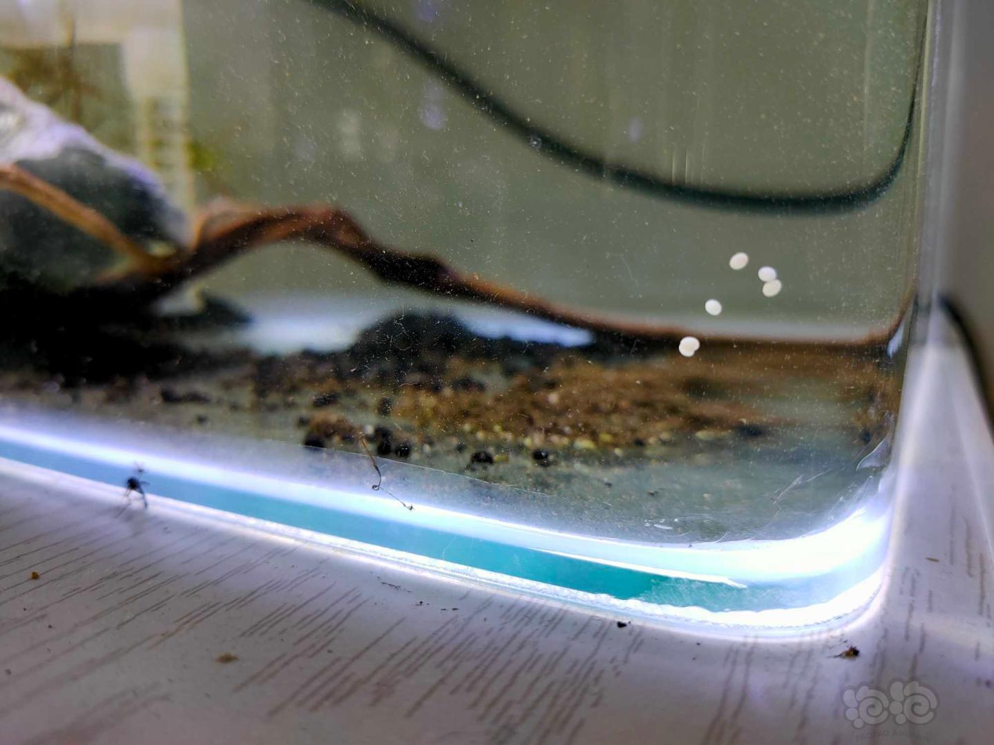斑马螺幼虫图片