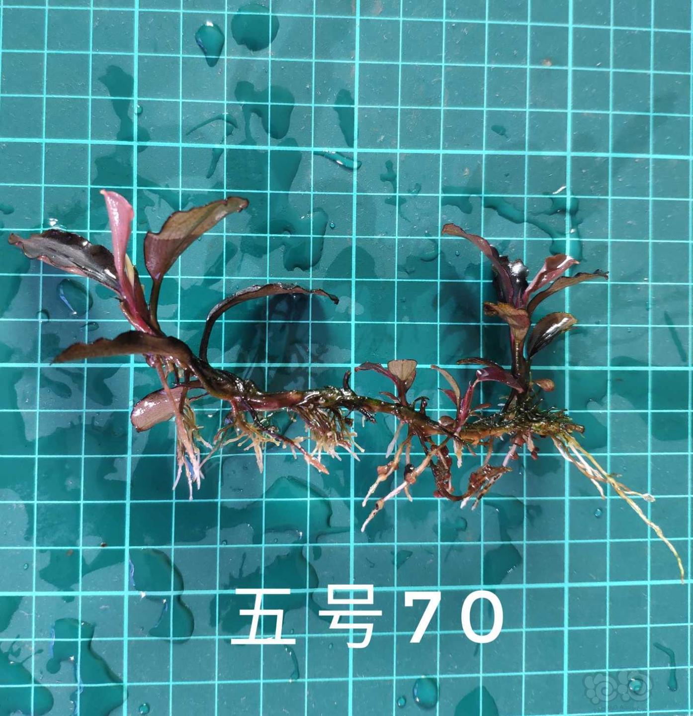 【辣椒榕】处理一个辣椒榕老货繁殖株-图15