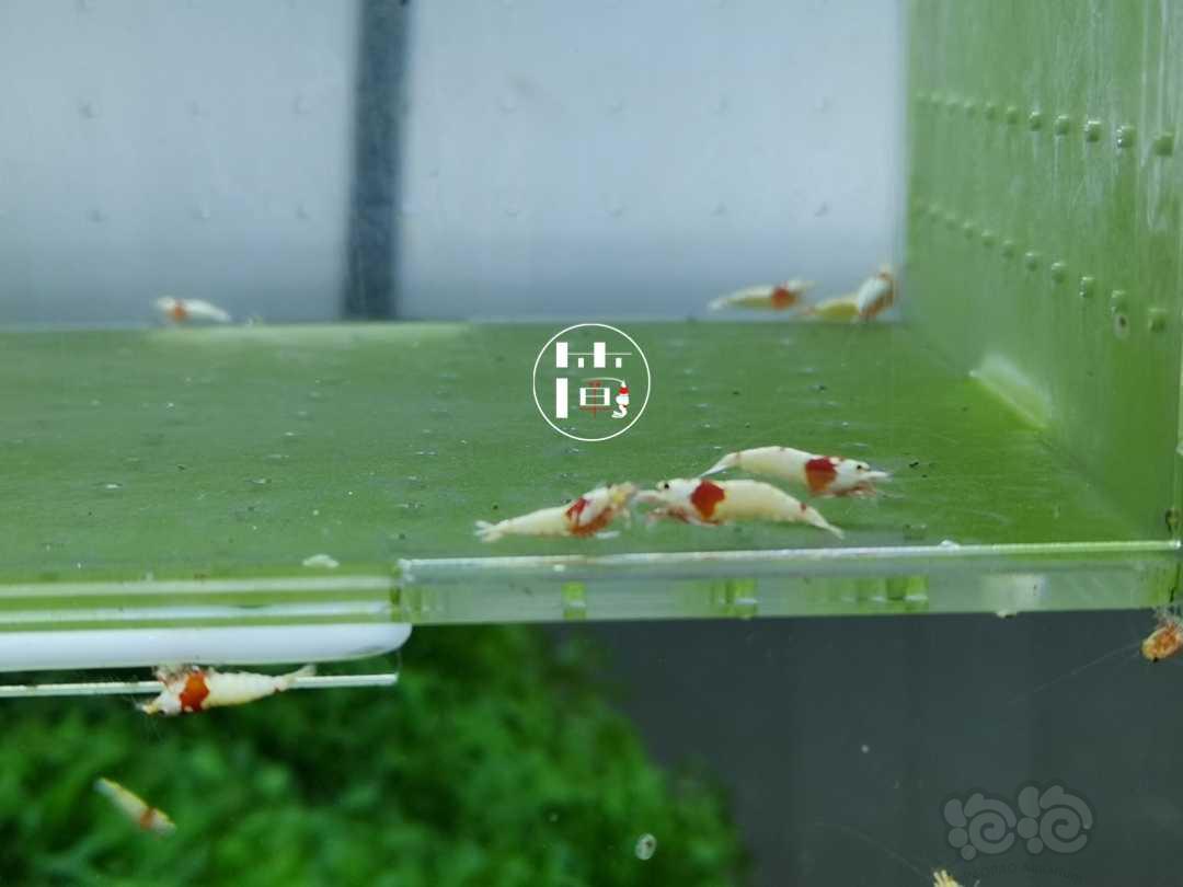 【虾】2020-06-14#RMB拍卖精选系统白躯红白水晶虾15只-图4
