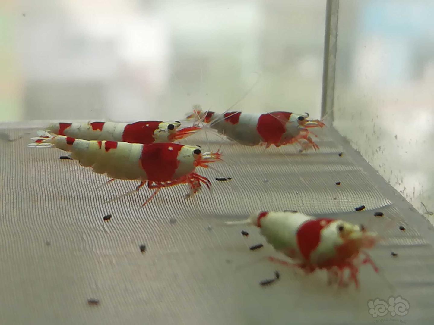 【虾】2020-06-22#RMB拍卖#红白纯血水晶虾一份4只-图3