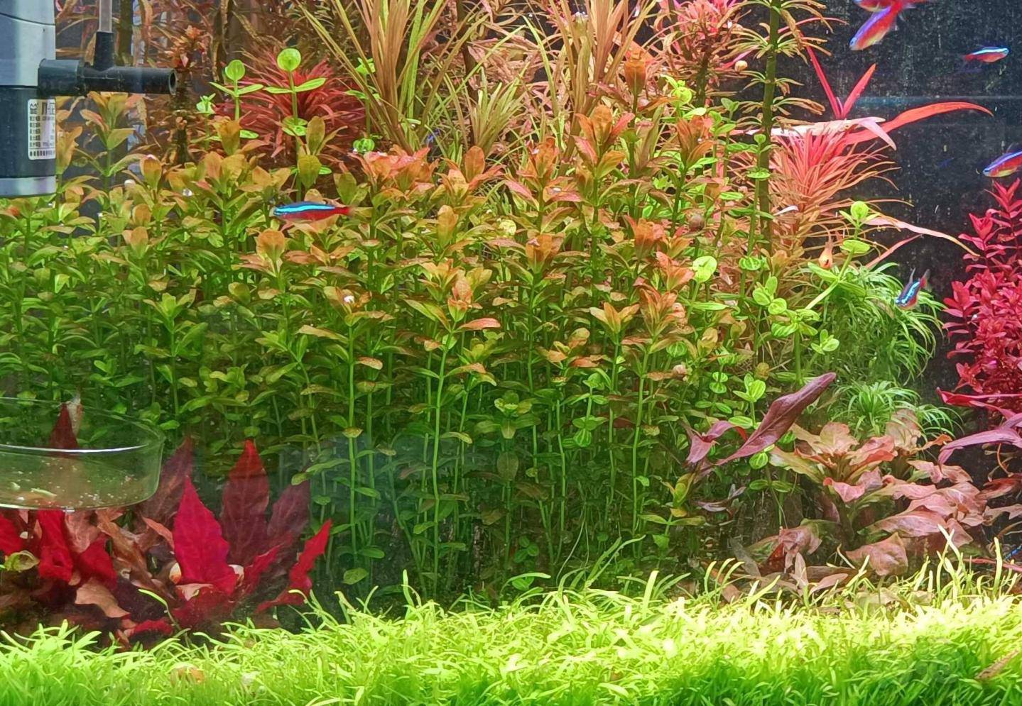 代友出60缸内挖耳50元南美小圆叶20颗10元