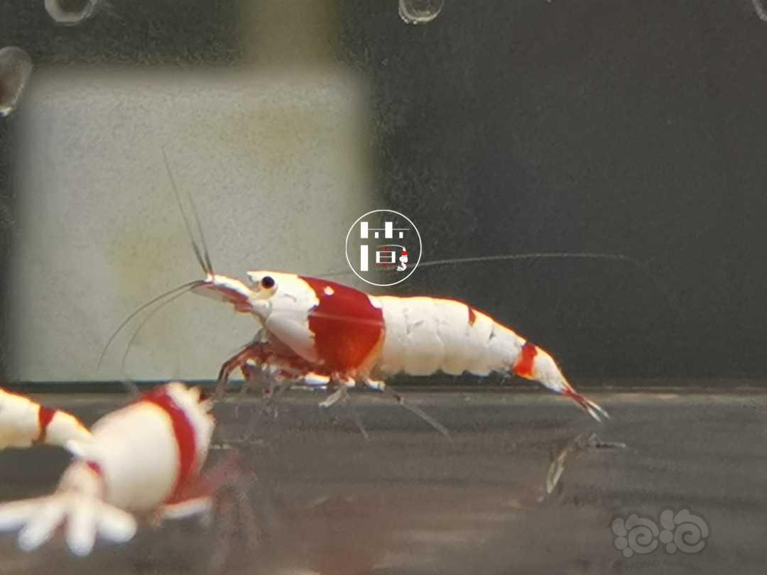 【虾】2020-06-22#RMB拍卖红白水晶虾14只-图1