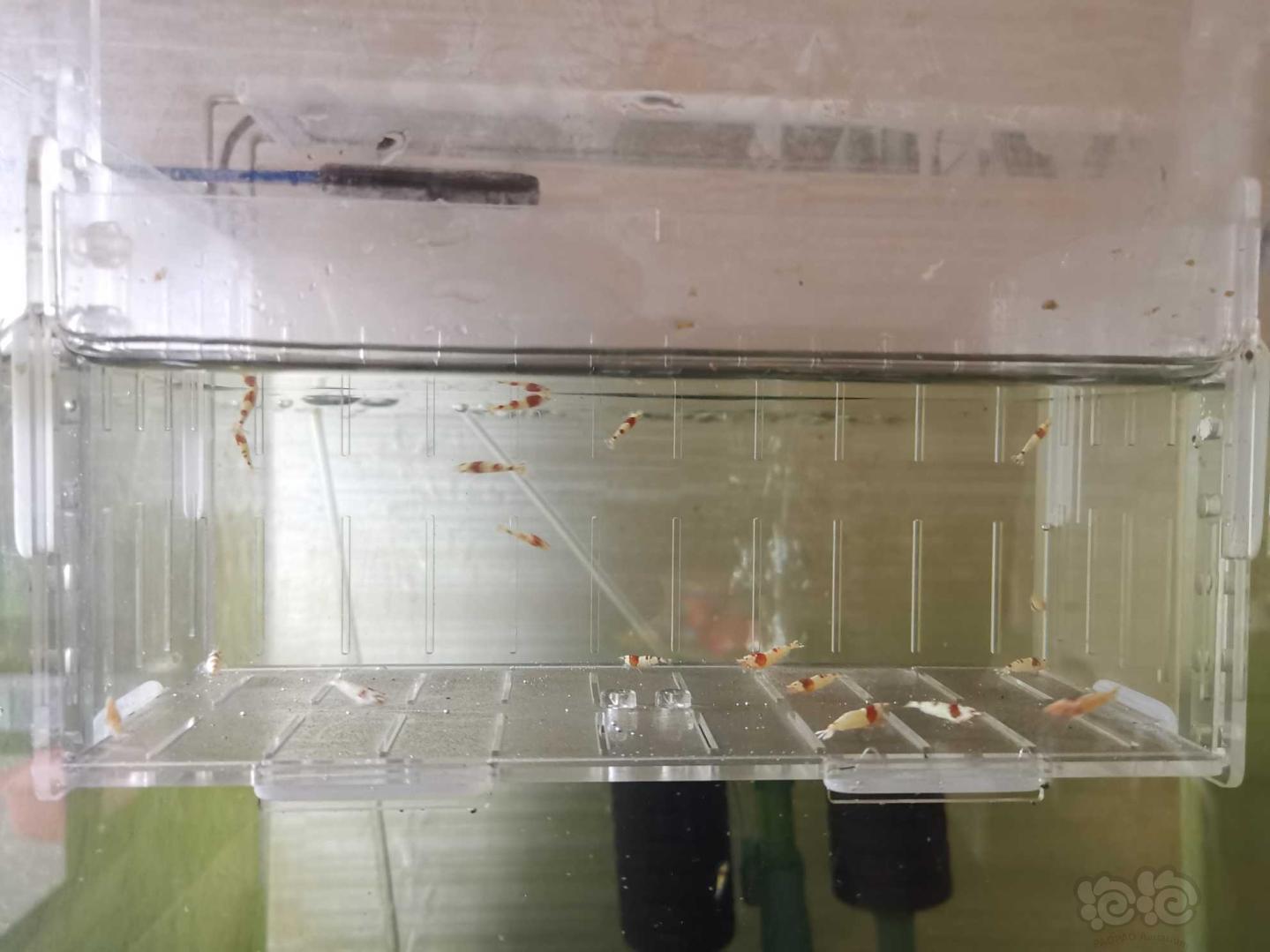 【虾】2020-06-29#RMB拍卖红白水晶虾18只-图4