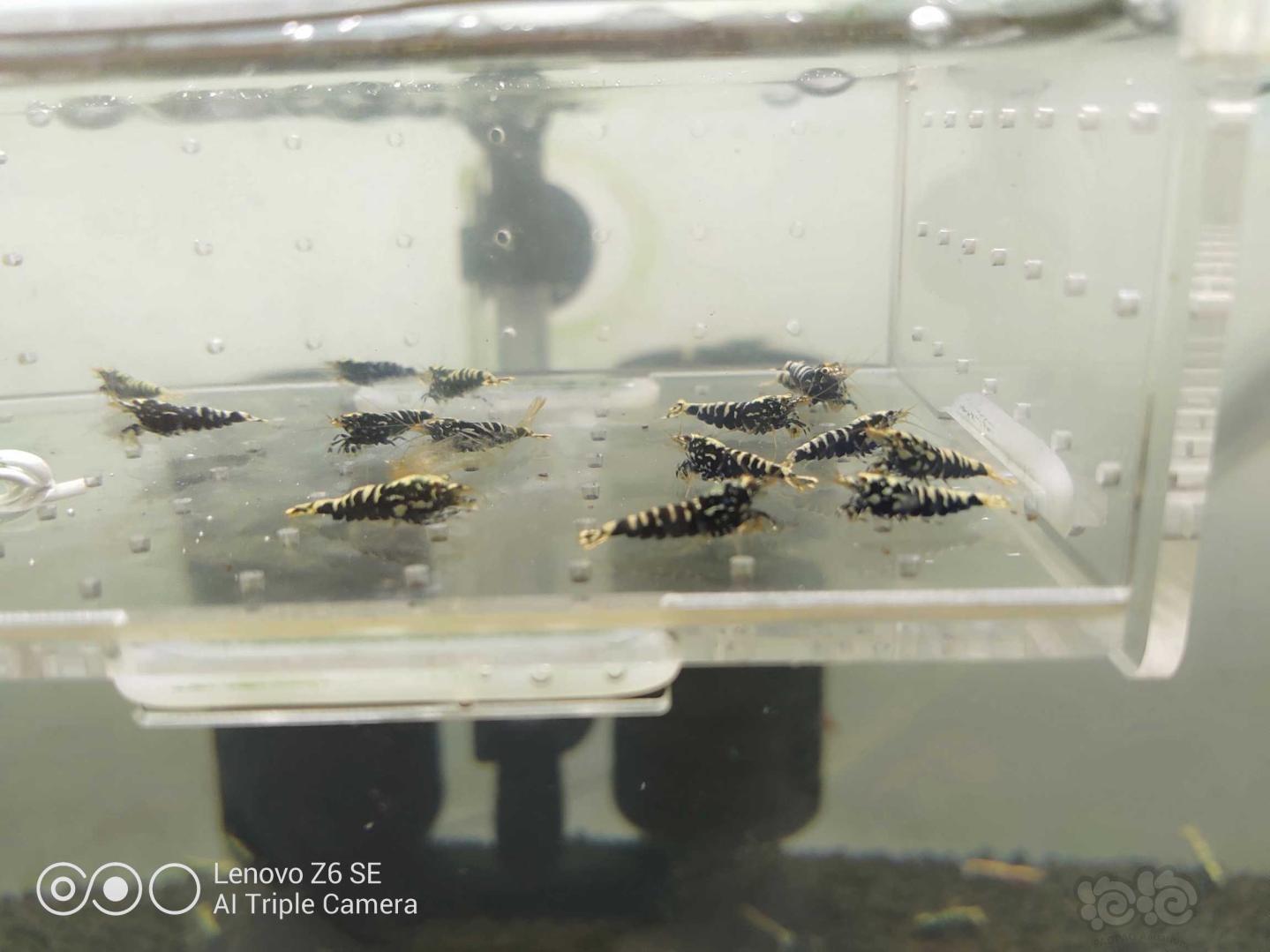 【虾】2020-06-06#RMB拍卖黑银河小虾一份-图2