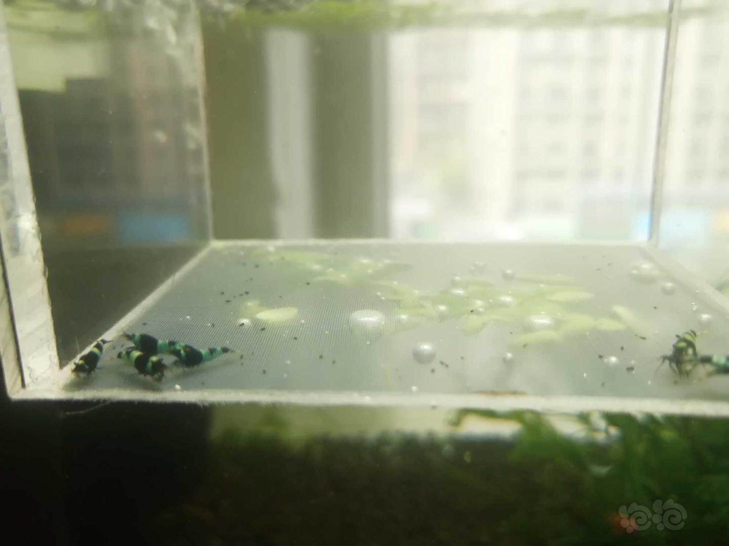 【虾】2020-06-02#RMB拍卖#蓝化金刚水晶虾一份10只-图5