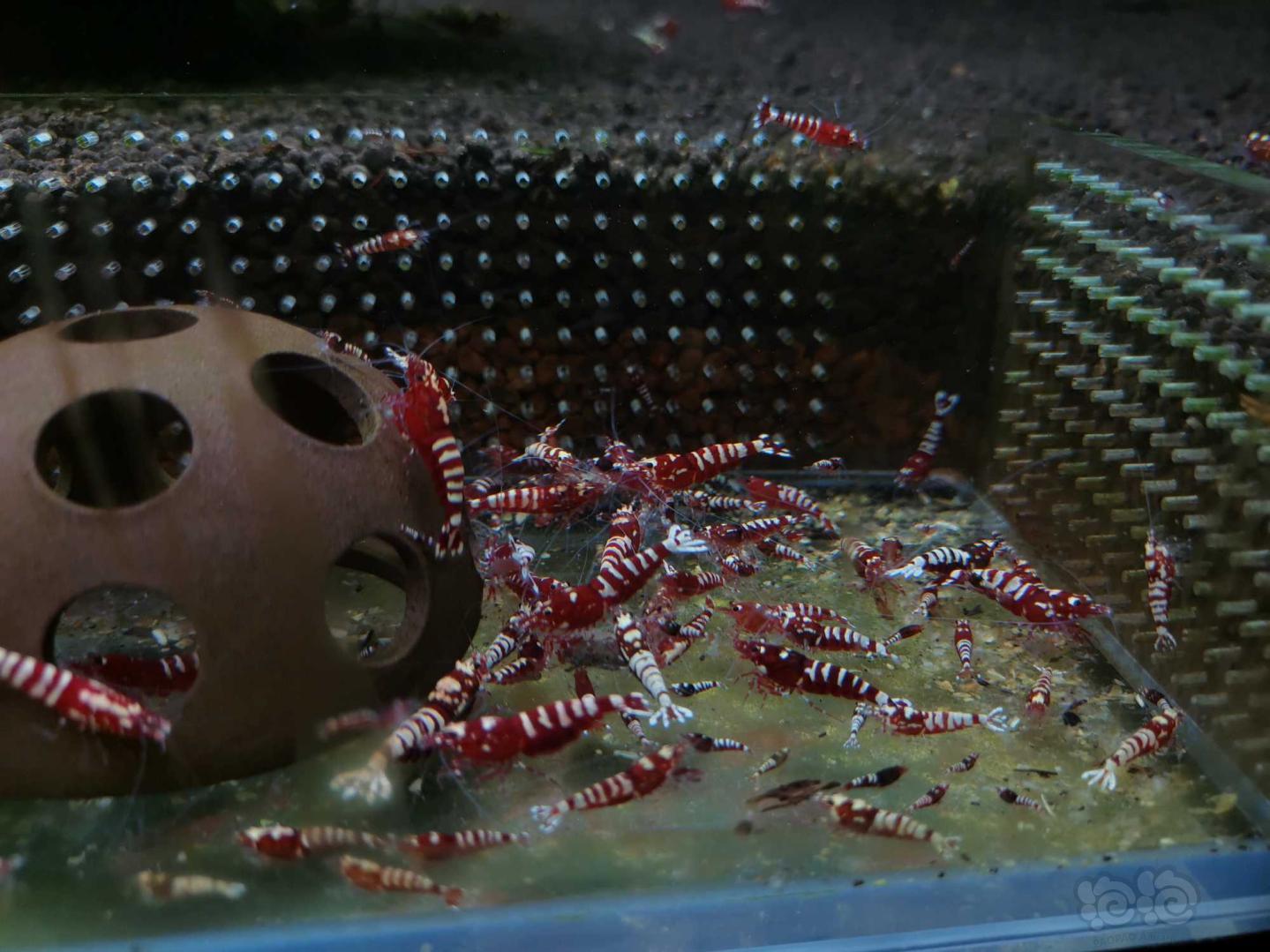 【虾】2020-6-2#RMB拍卖红银河斑马60只-图4