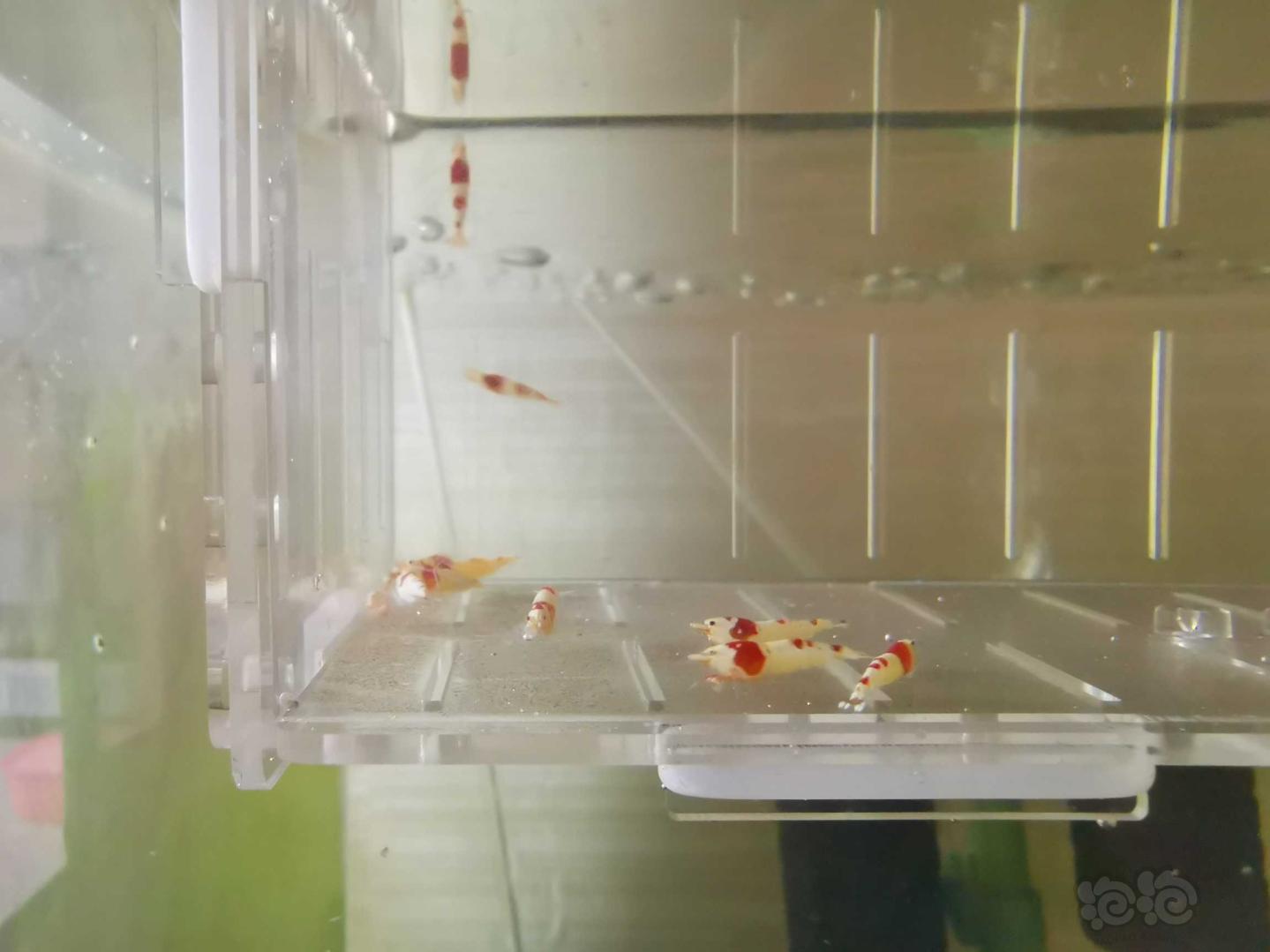 【虾】2020-06-29#RMB拍卖红白水晶虾18只-图2