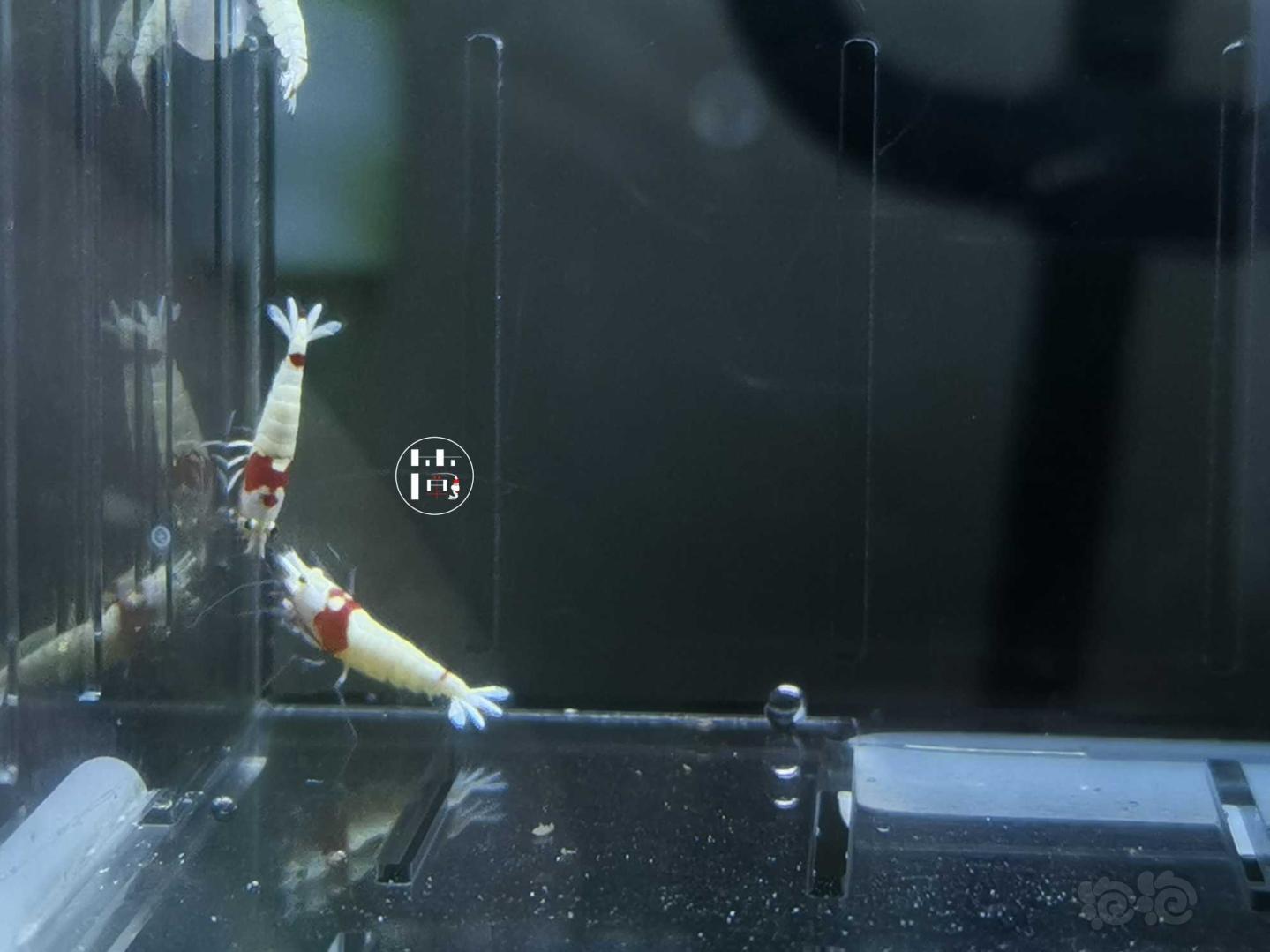 【虾】2020-06-04#RMB拍卖精选系统白躯红白水晶虾10只-图2