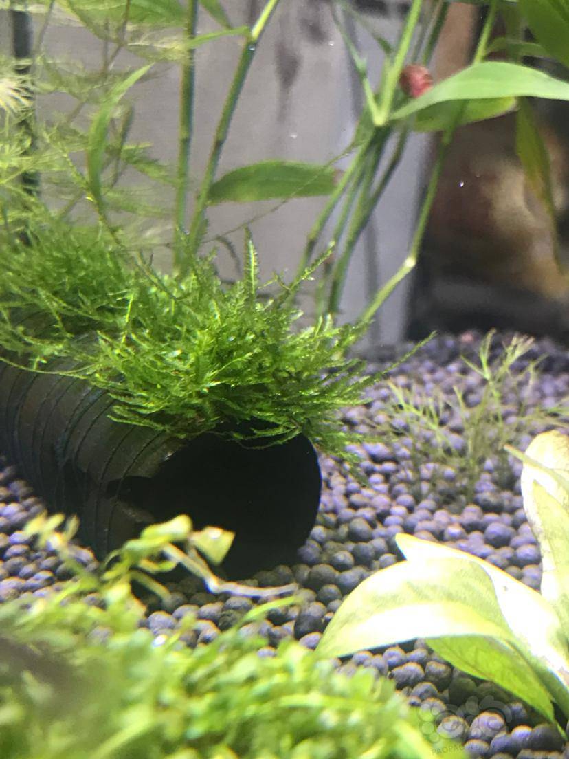 求助:垂泪莫斯发黄,爪哇莫丝冒泡,什么情况