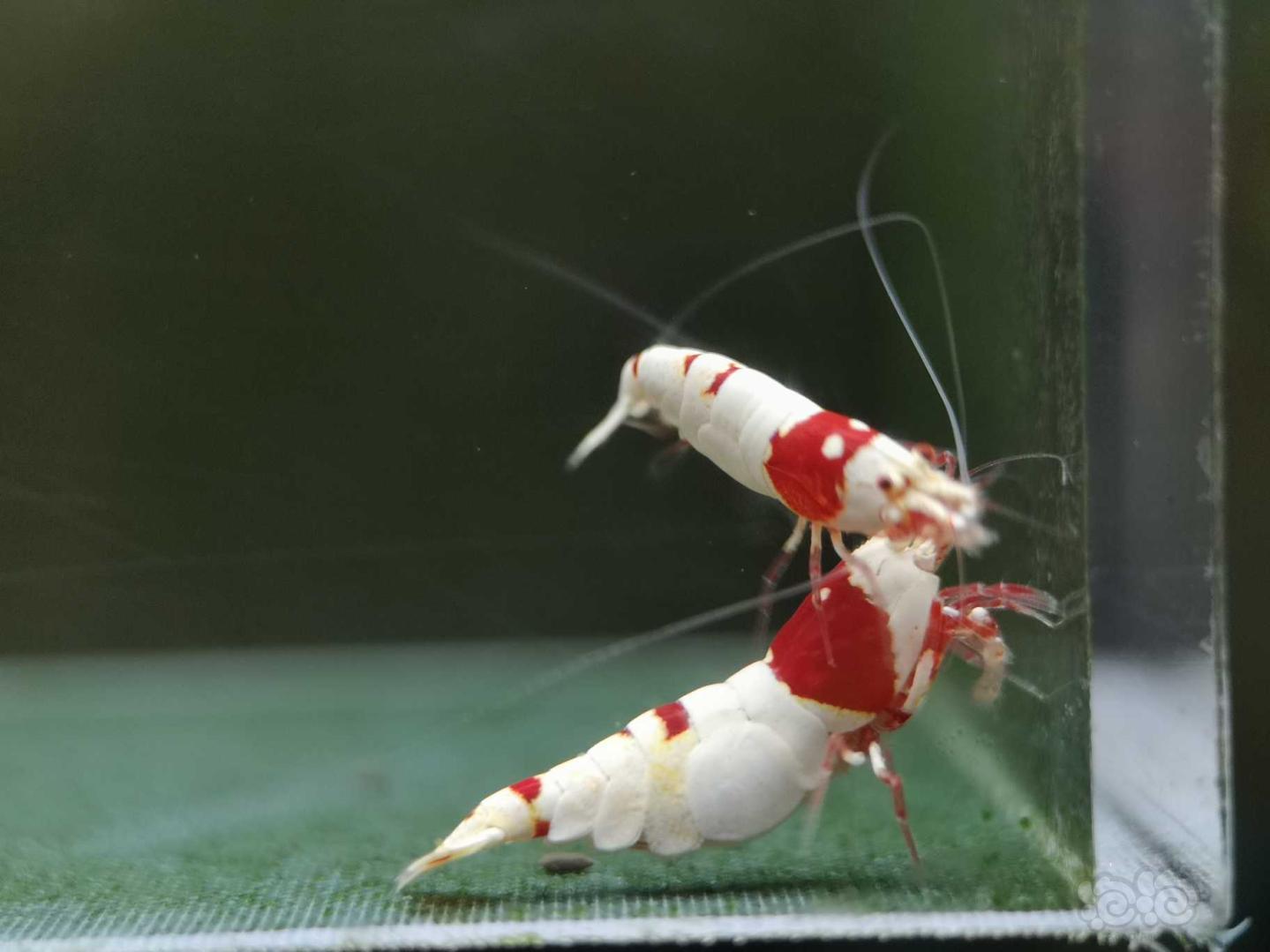 【虾】2020-06-21#RMB拍卖纯血红白一公两母-图5