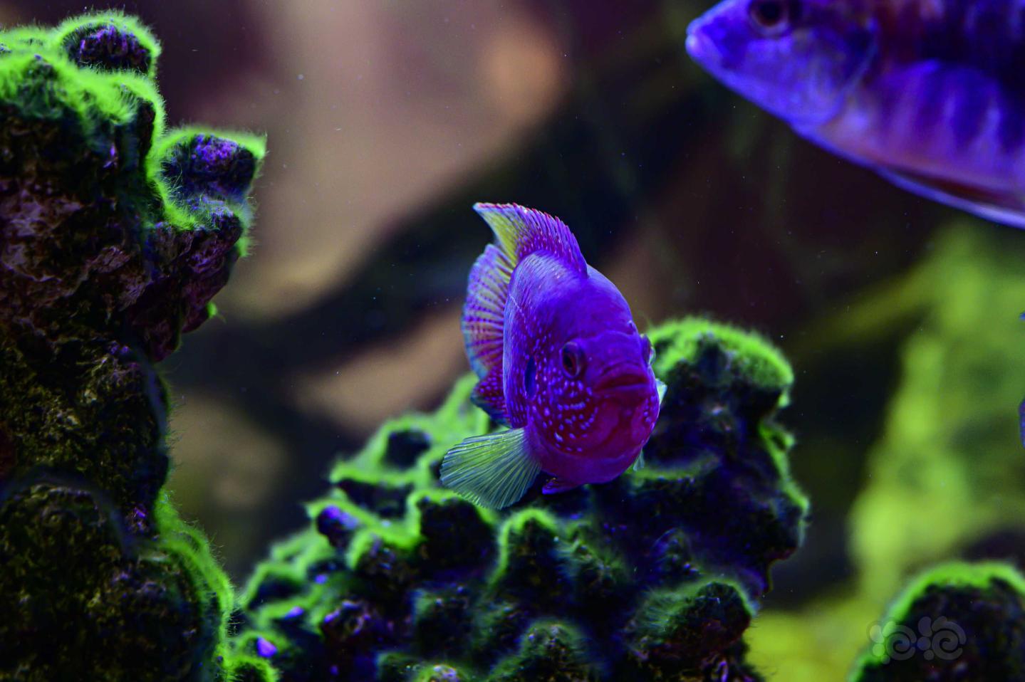 【其它】马鲷鱼缸里面养短绒藻，也蛮好看的嘛-图1