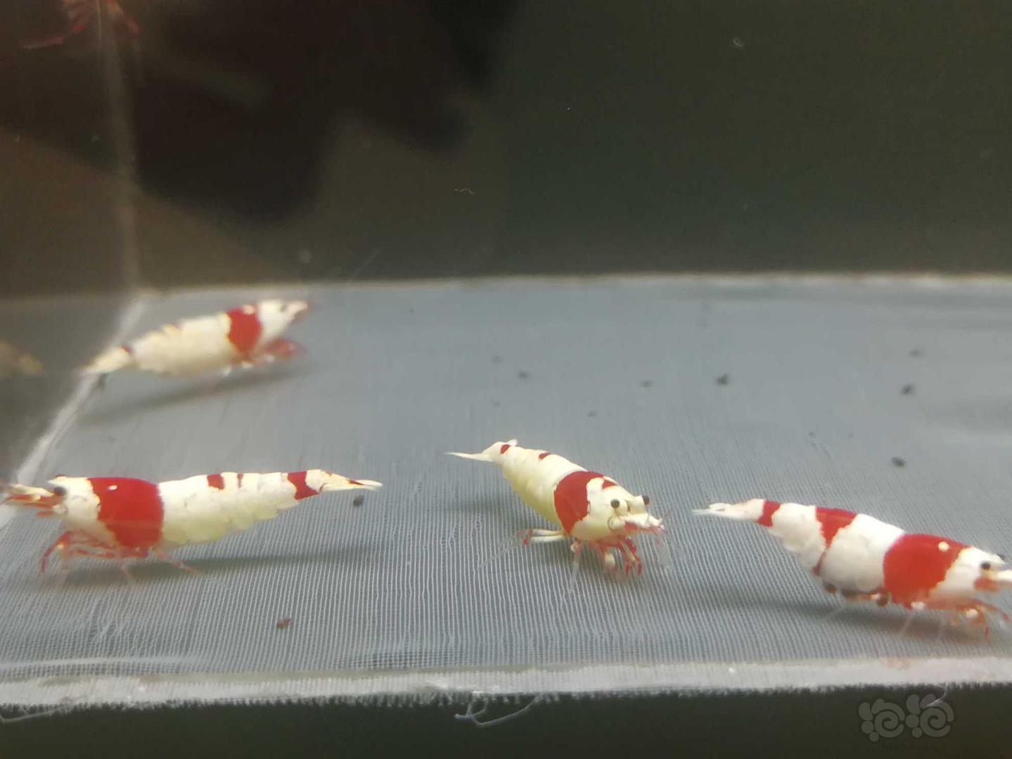 【虾】2020-06-29#RMB拍卖#红白纯血水晶虾一份5只-图4
