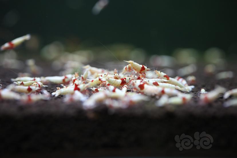 黄金龙、纯血红白水晶虾-图8