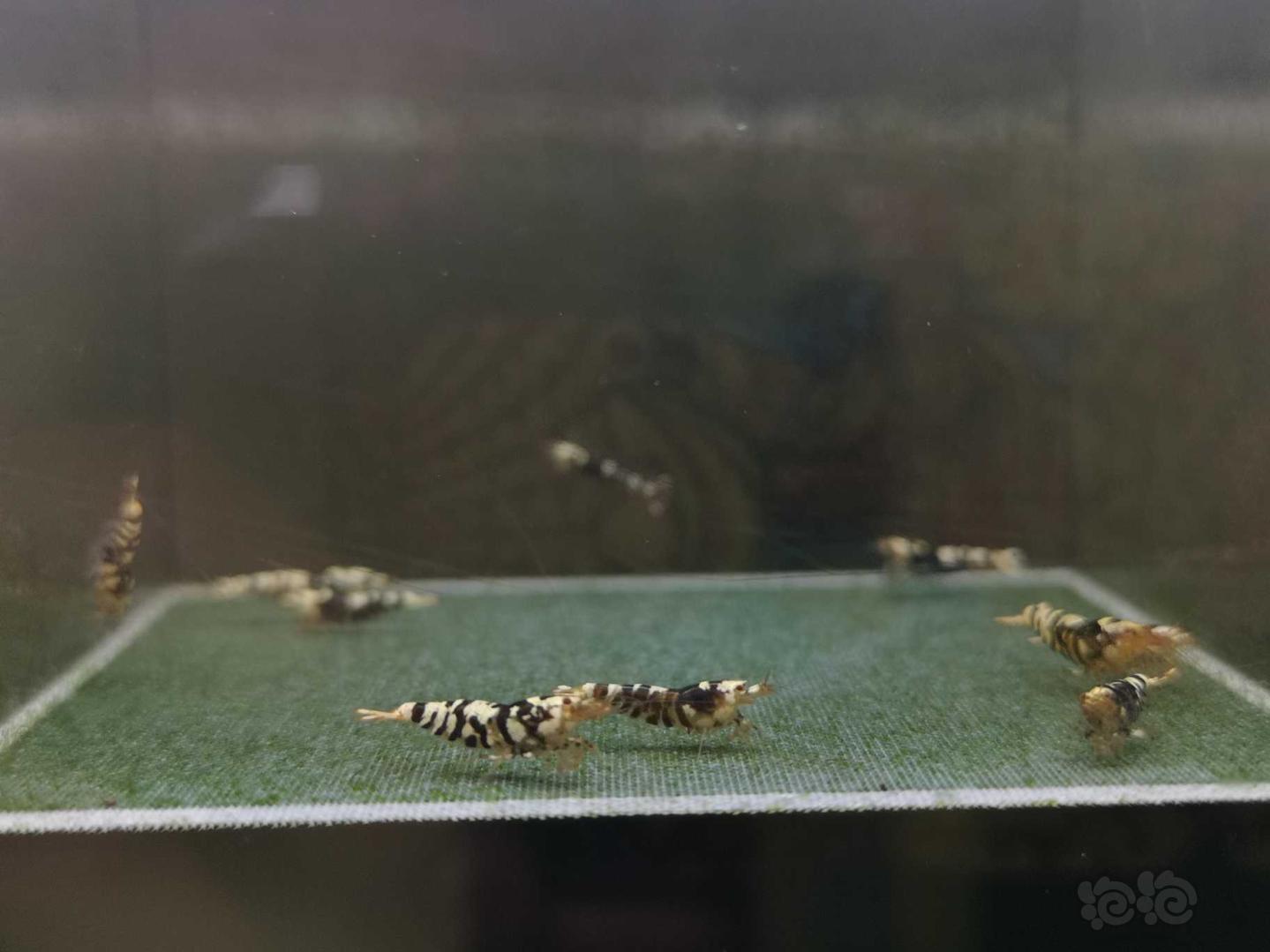 【虾】2020-06-15#RMB拍卖黑花虎10只-图3