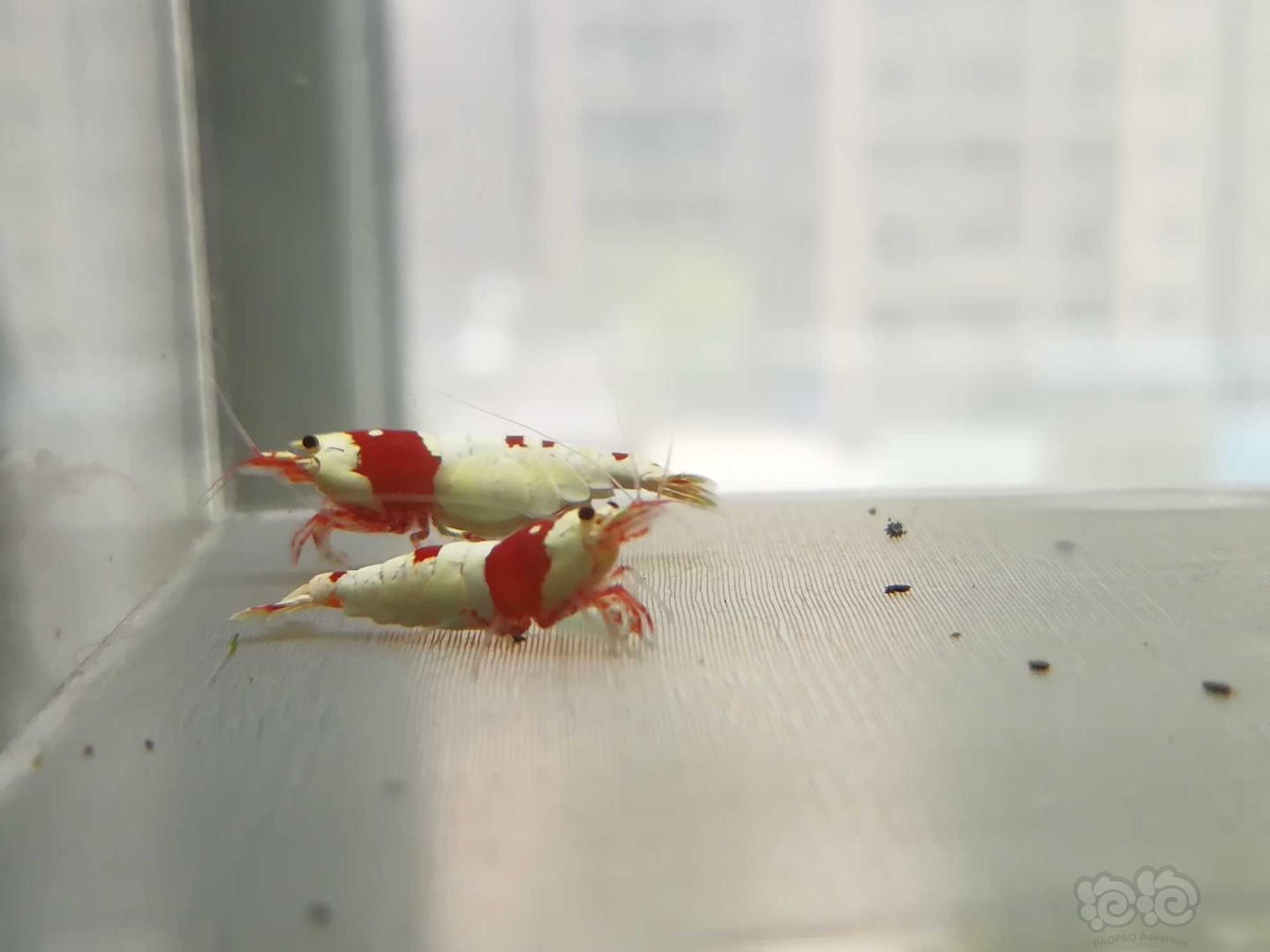 【虾】2020-06-28#RMB拍卖#红白纯血水晶虾一份2只-图1