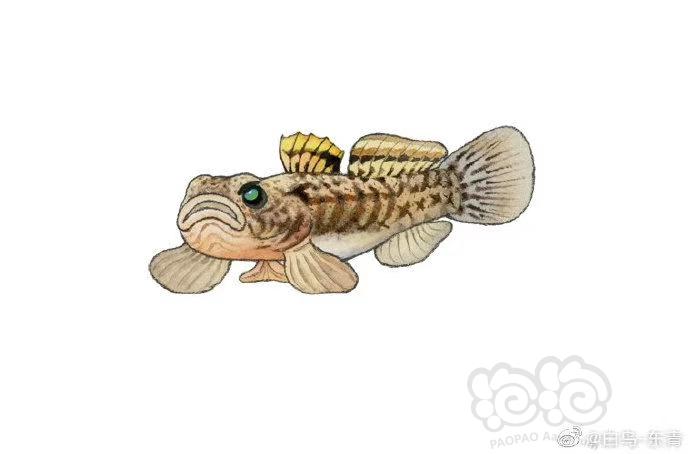 虾虎鱼科卡通图片