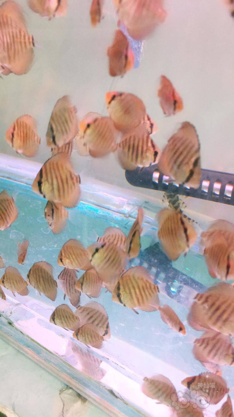 其它七彩神仙鱼有苗