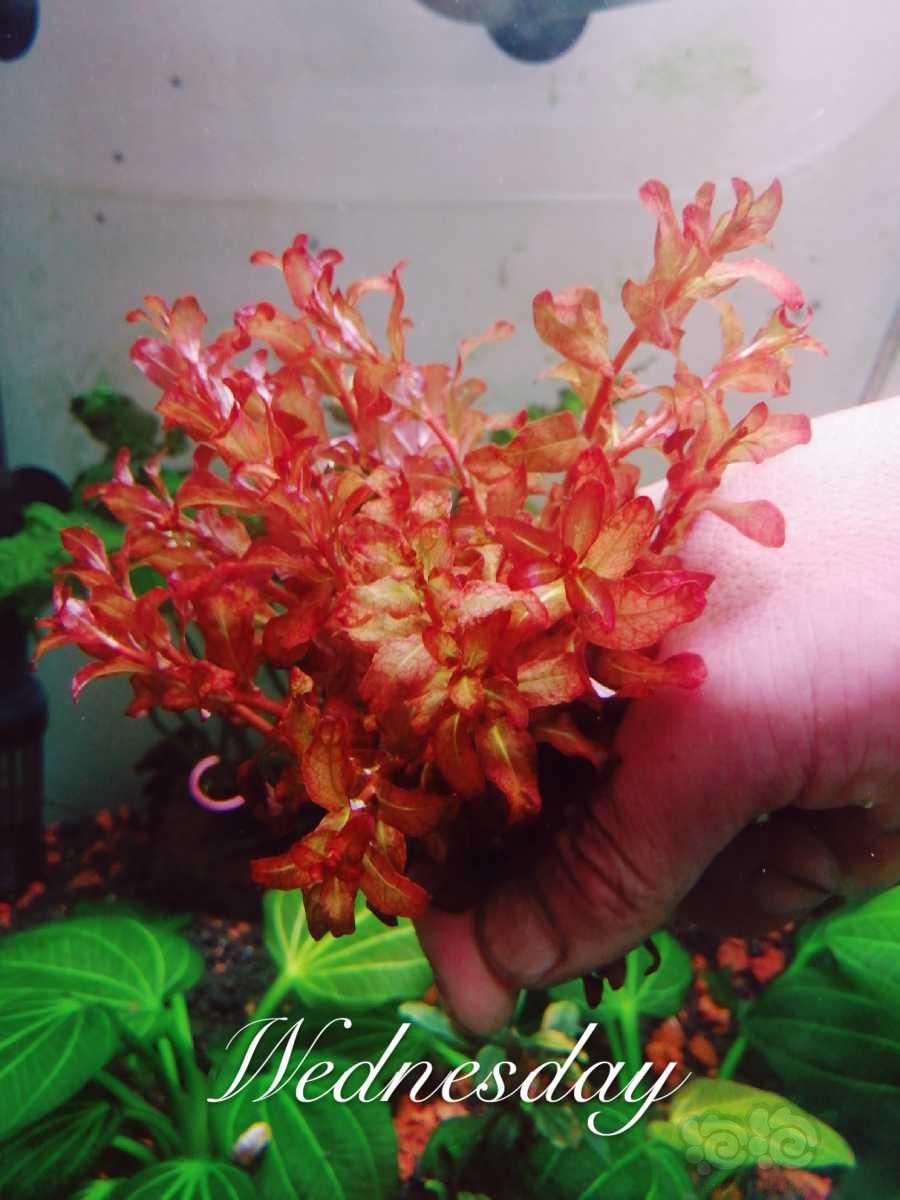 金晶五线超白鱼缸，水下叶繁殖水草-图4
